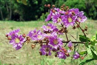 Banaba leaf