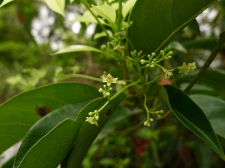 Cinnamomum parthenoxylon