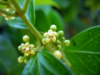 Gymnema Sylvestre