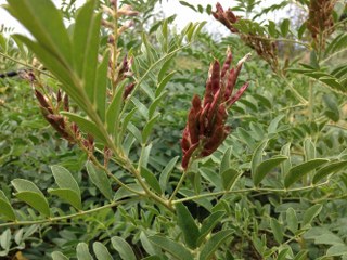 Licorice root