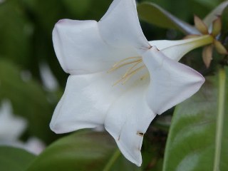 Oroxylum Indicum