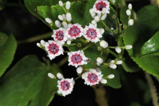 Paederia foetida