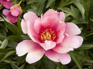 Peony root