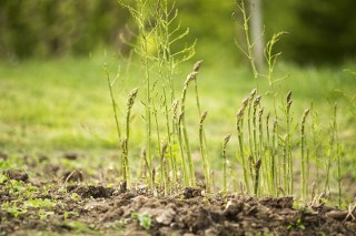 Red Asparagus root