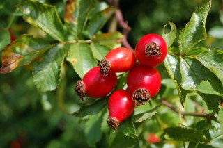 Rosa Canina