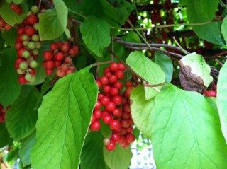 Schizandra