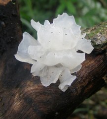 Tremella fuciformis