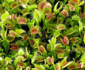 Venus fly trap carnivora