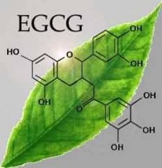 EGCG