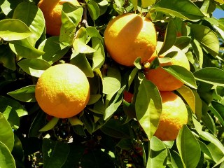 bitter oranges growing together
