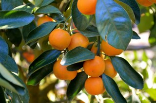 Chinese Honey Orange growing on the tree