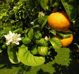 Niihime with a beautiful white flower