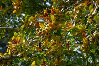 Hawthorn growing together