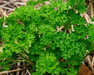 Petroselinum crispum