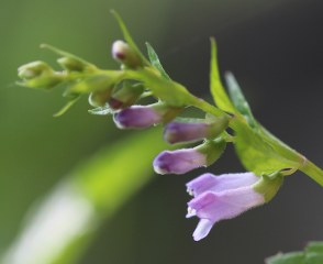 Scutellaria laterifolia