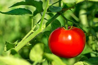 Tomato on the vine