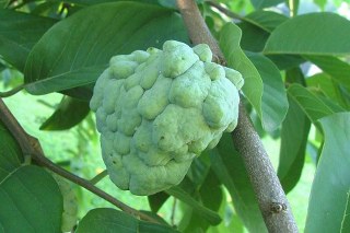 annonacherimo