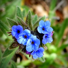 Alkanet (Alkanna tinctoria), for red color 