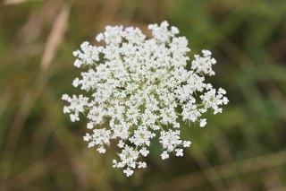 Caraway (Carum carvi) 