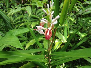 Cardamom (Elettaria cardamomum) 