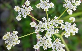 Cumin (Cuminum cyminum) 