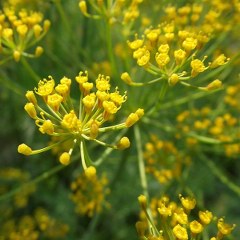 Dill seed (Anethum graveolens) 