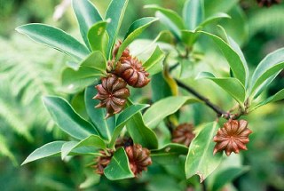 Star anise (Illicium verum) 