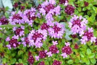 Wild thyme (Thymus serpyllum) 