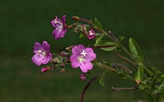 Willow herb (Epilobium parviflorum) 