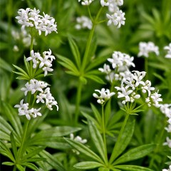 Woodruff (Galium odoratum) 