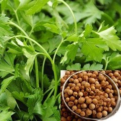 Coriander seed (Coriandrum sativum) 