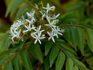 Curry leaf (Murraya koenigii) 