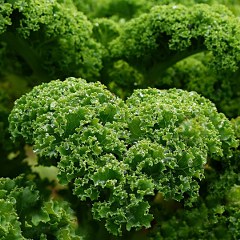 Parsley (Petroselinum crispum) 