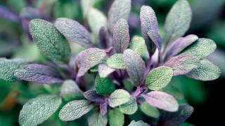 Sage (Salvia officinalis) 