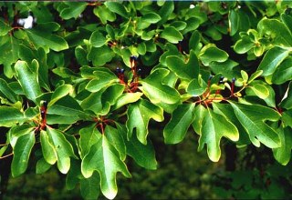 Sassafras (Sassafras albidum) 