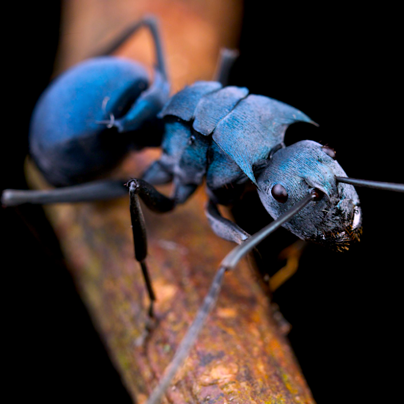 Anxiety, Depression, Stress, trinity, interstellar plan, herbal blends, ADHD herbs, ULTIMATE FASTING COMPANION, MIND BODY SPIRIT HARMONIZER, OBLITERATES ANXIETY, Antioxidant activity, Invigorate the circulation of blood, Learning and memory enhancing activity, Improve cancer related fatigue, mental focus