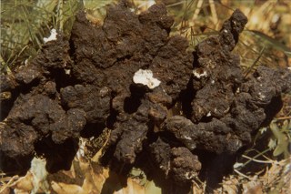 Poria Mushroom