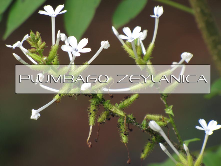 Plumbagin, a medicinal plant (lumbago zeylanica)‐derived 1 