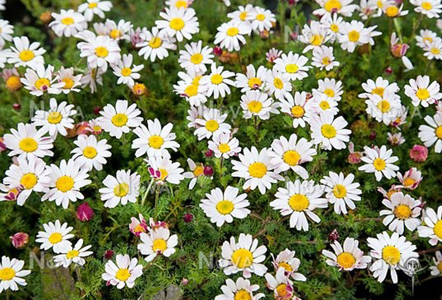 Anacyclus pyrethrum 3 – DRY FASTING