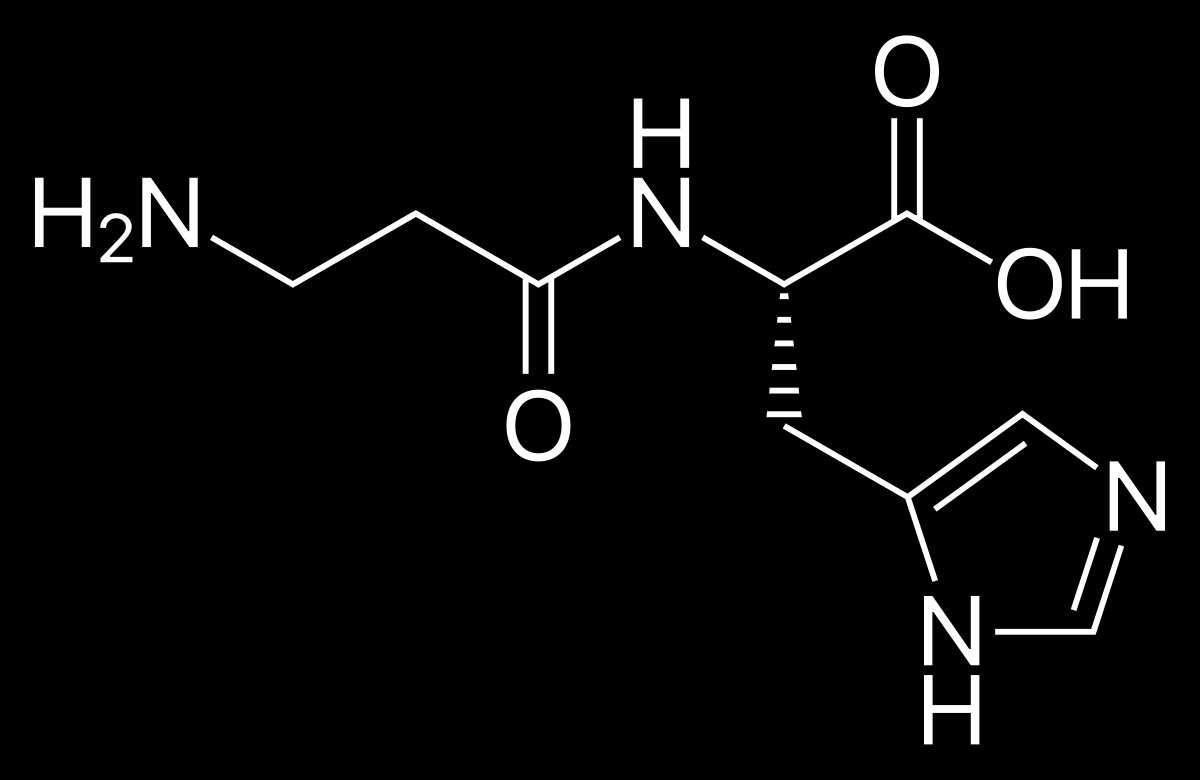 carnosine, peptida protectoare anti-imbatranire