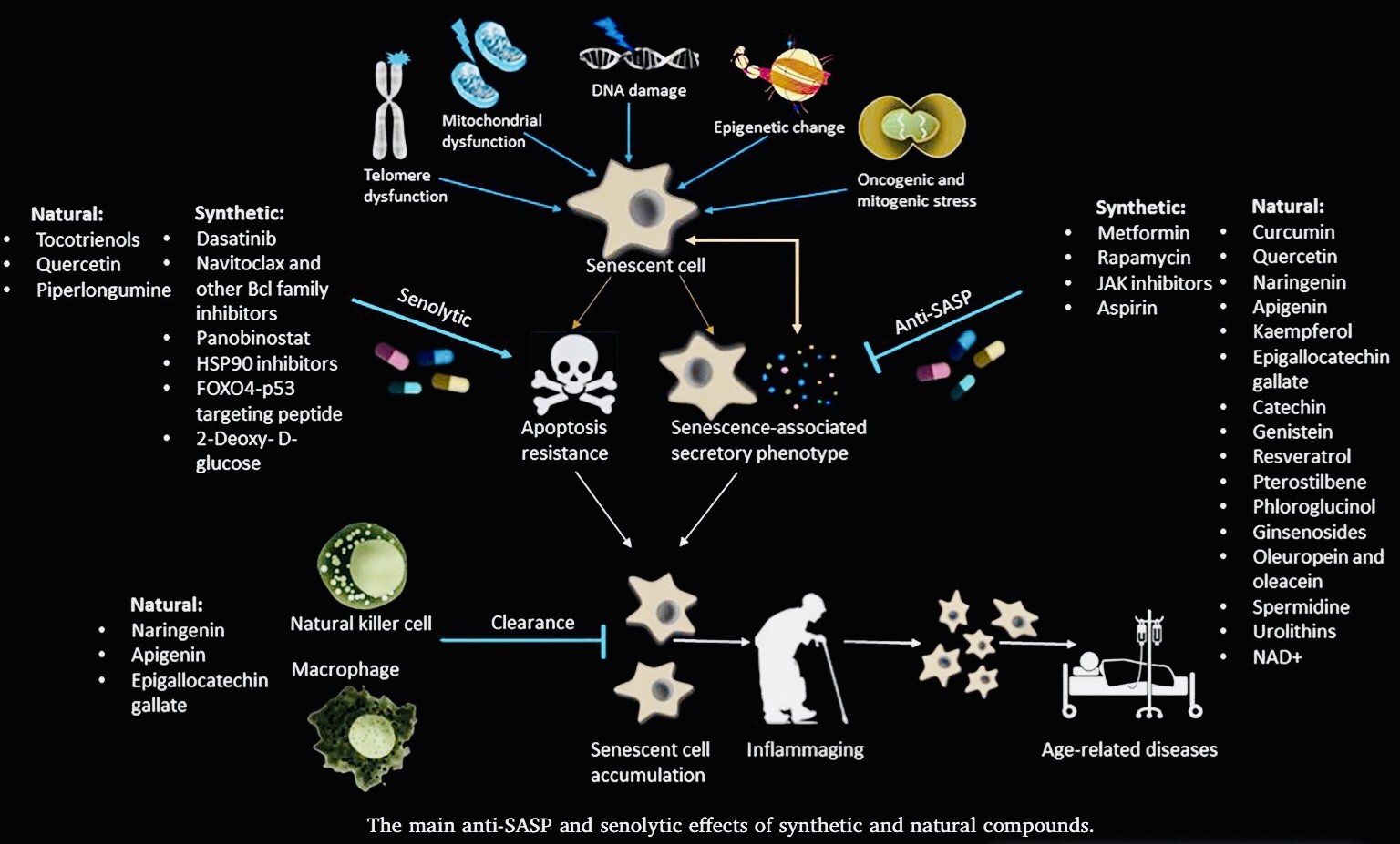 Senolytic, Zombie Cell Killer, Cellular Senescence, Anti-Aging, Senescent Cell Removal, Longevity Supplement, Cellular Rejuvenation, Healthy Aging, Senolytic Therapy, Cellular Detox, DNA Repair, Anti-Aging Formula, Cellular Health, Age-Related Decline, Cellular Renewal, Senescent Cell Clearance, Youthful Vitality, Regenerative Health, Natural Senolytic, Healthy Cell Turnover, Senolytic Zombie Cell Killer