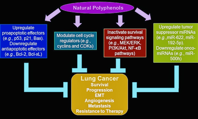 Lung power, lung health, resistance to viral infection, COPD, acute bronchitis, respiratory inflammatory disorders, respiratory disease, lung cancer, respiratory ailments, Non-Small Cell Lung Cancer, acute lung injury, lung injury, herbal remedies for lungs, herbal remedies bronchitis, Interstellar Plan, Interstellar blends