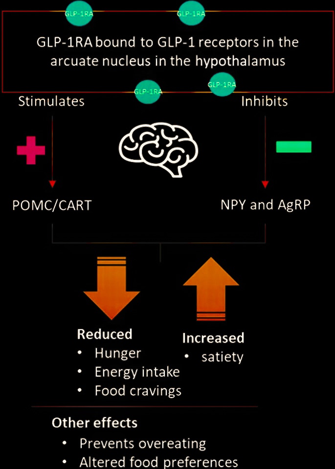 GLP-1, GLP-1 Activator, GLP-1 receptor agonists, Glucagon-like peptide 1, gastric inhibitory polypeptide, incretin-mediated, incretin effect, incretins, Modulates Appetite, Anorexigenic Effect, addictive disorders, Obesity, increase satiety, anti-addiction treatment, food cravings, alcohol addiction, food addiction, GLP1