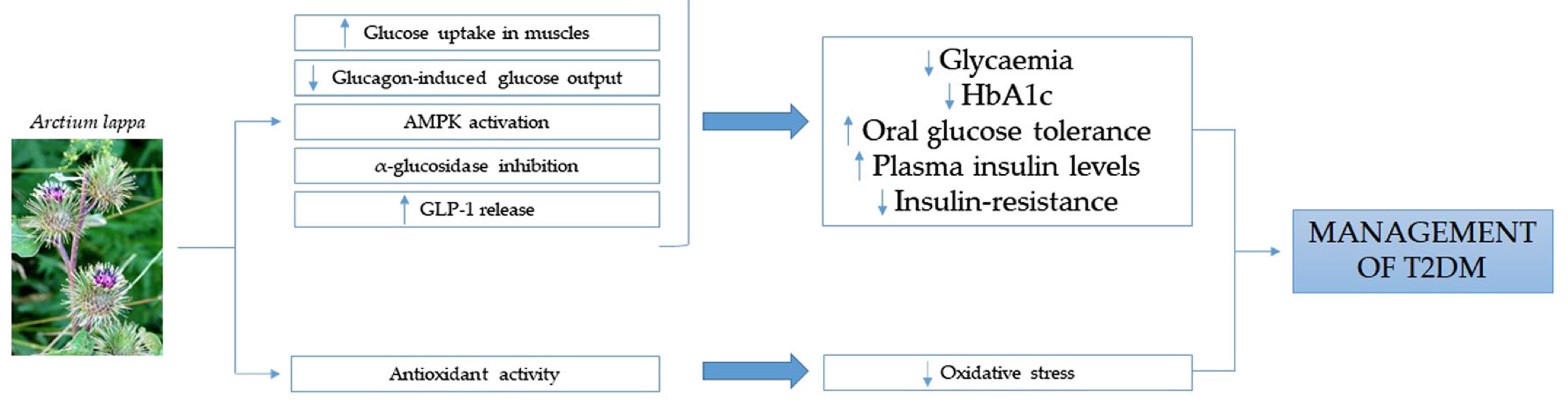 GLP-1, GLP-1 Activator, GLP-1 receptor agonists, Glucagon-like peptide 1, gastric inhibitory polypeptide, incretin-mediated, incretin effect, incretins, Modulates Appetite, Anorexigenic Effect, addictive disorders, Obesity, increase satiety, anti-addiction treatment, food cravings, alcohol addiction, food addiction, GLP1