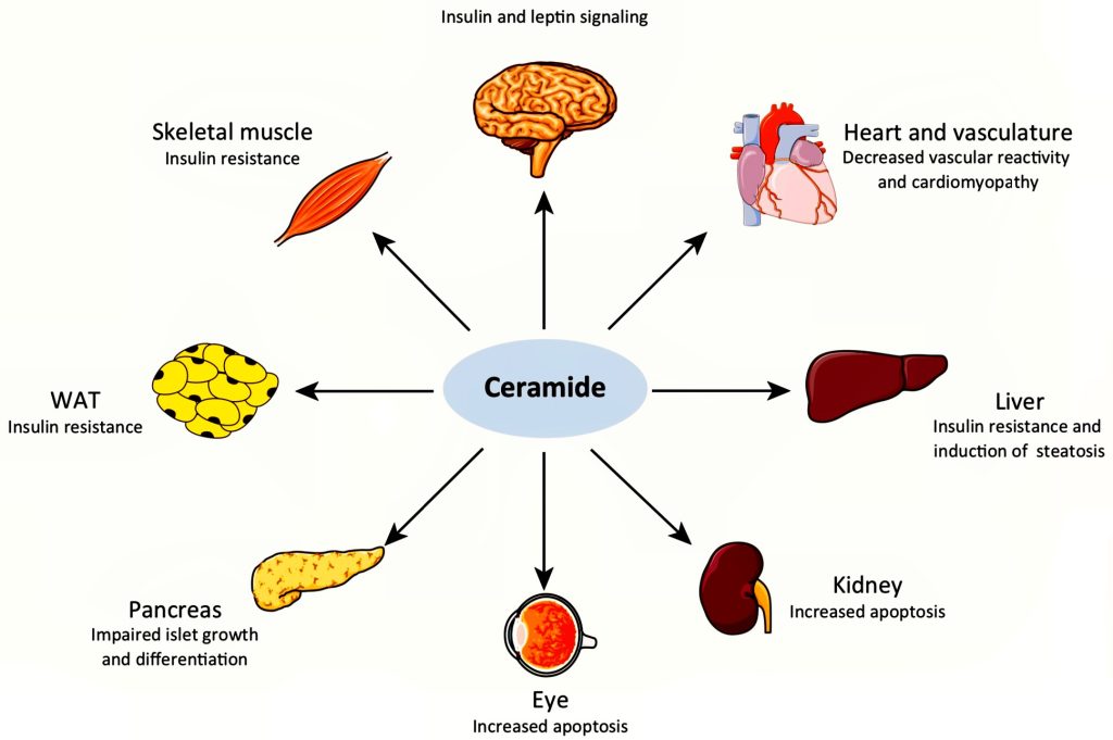Ceramide Blocker, Lipotoxicity, Neutralizer, Interstellar Blends, Metabolism, Weight loss, Anti-aging, Detoxification, Blood sugar, Cholesterol, Cardiovascular health, Antioxidant, Anti-inflammatory, Ingredients, Superfood, Capsules, Supplement, Natural, Energy, Wellness